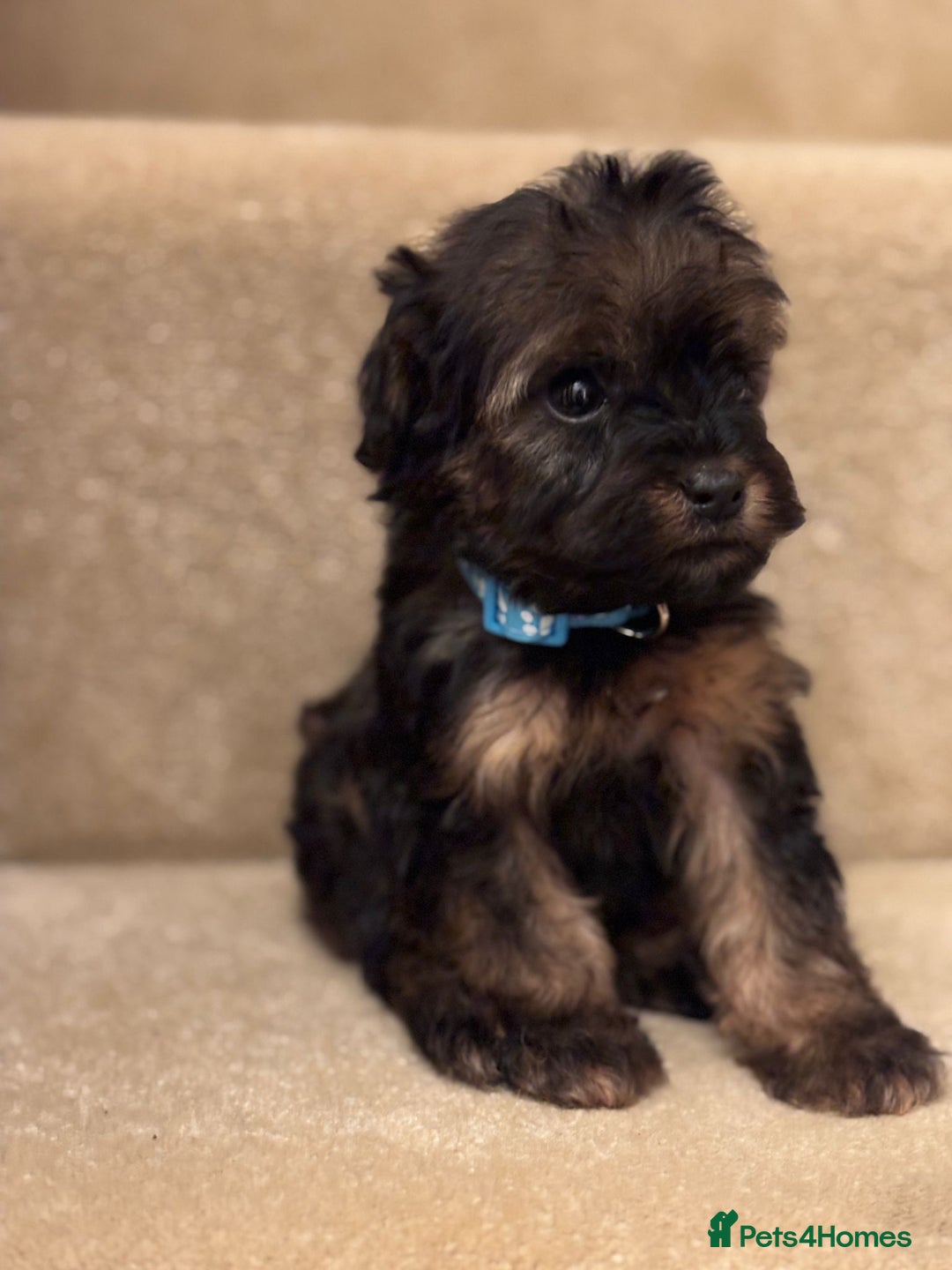 Cavapoo dogs for sale: F1A Cavapoos - Advert 6