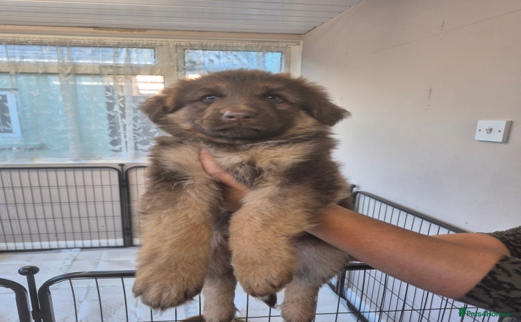 German Shepherd dogs READY TO leave 2 LEFT German Shepherd kc reg pups - Advert 5