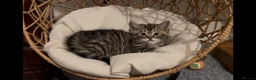 Munchkin cats for sale: Beautiful Fur Babies 🤗 - Advert 5