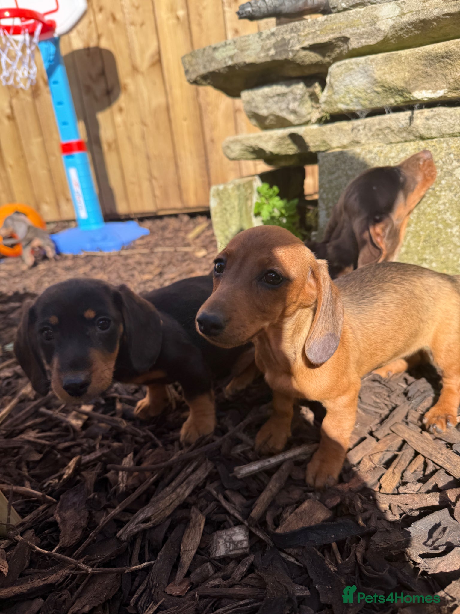 Dachshund dogs Beautiful dachshund puppies  - Advert 16