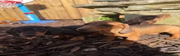 Dachshund dogs for sale: Beautiful dachshund puppies  - Advert 4