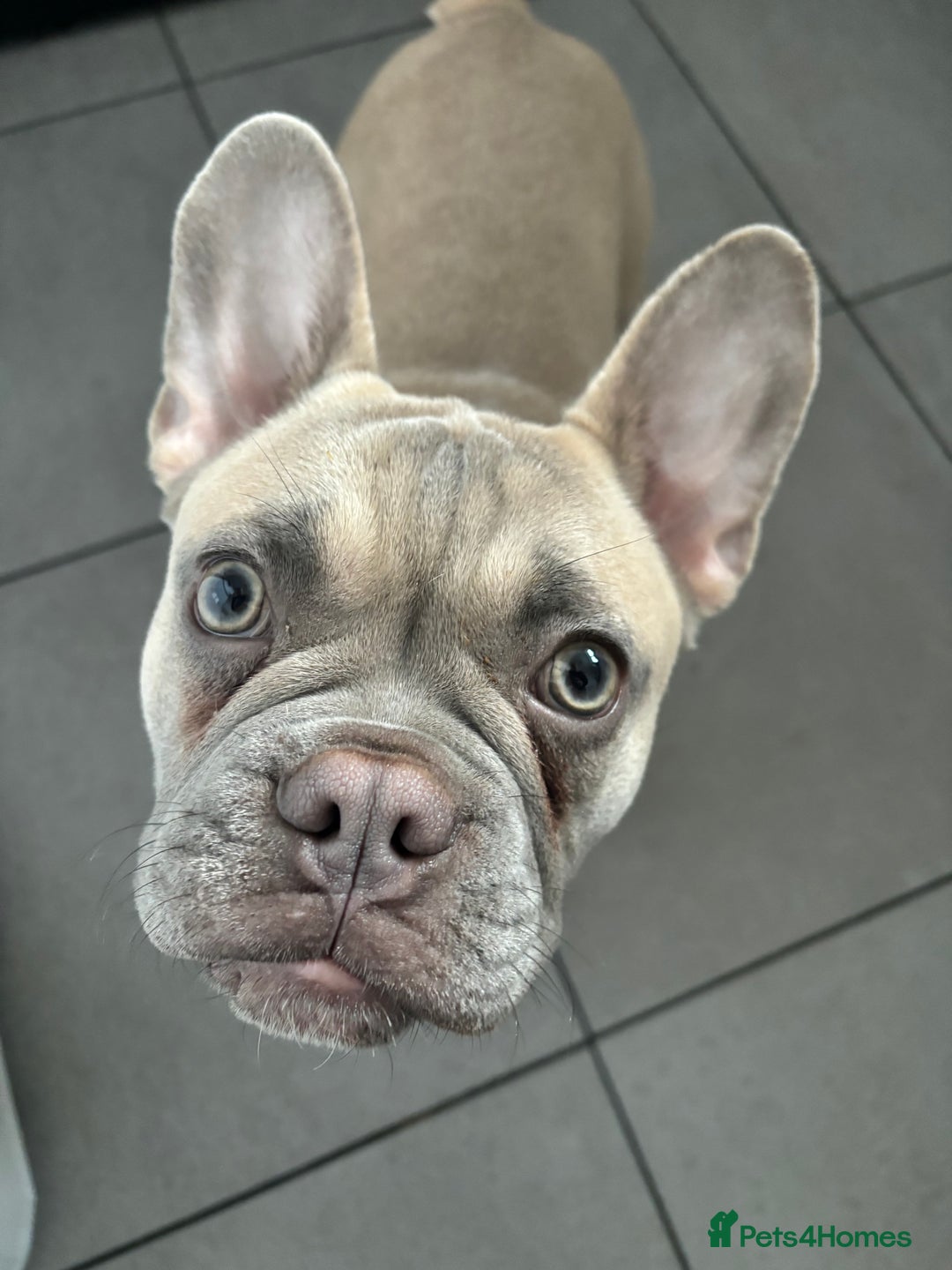 French Bulldog dogs for sale: AVAILABLE 6 month old male French bulldog   - Advert 1