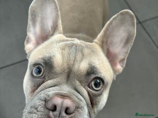 French Bulldog dogs AVAILABLE 6 month old male French bulldog - Advert 2