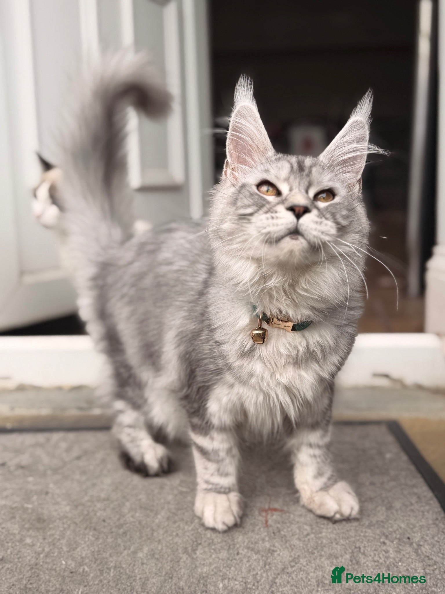 Maine Coon cats Beautiful female sliver tabby mainecoone kitten! - Advert 1