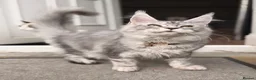 Maine Coon cats for sale: Beautiful female sliver tabby mainecoone kitten! - Advert 1