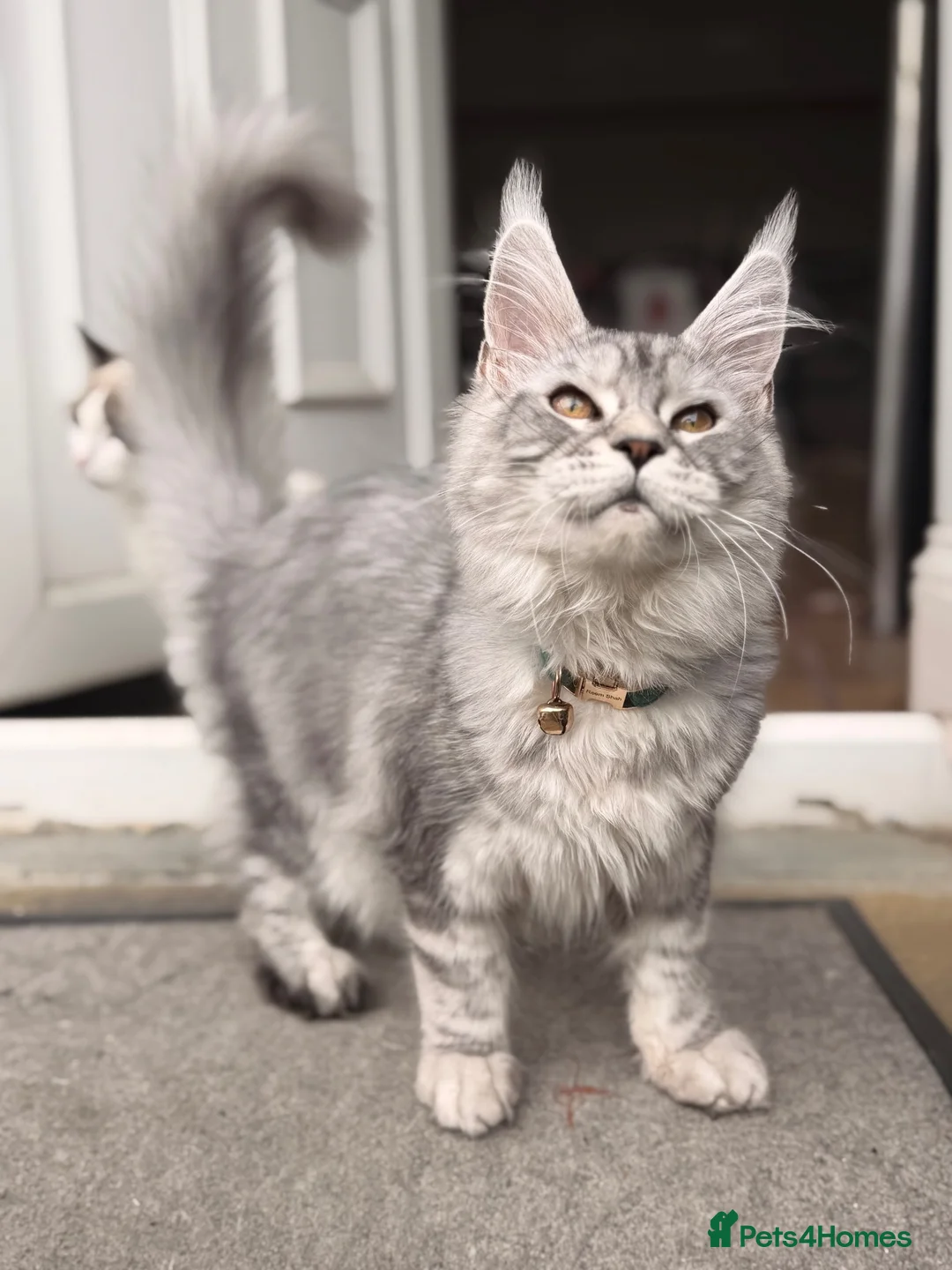 Maine Coon cats for sale: Beautiful female sliver tabby mainecoone kitten! - Advert 1
