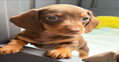 Miniature Dachshund dogs - Advert 15