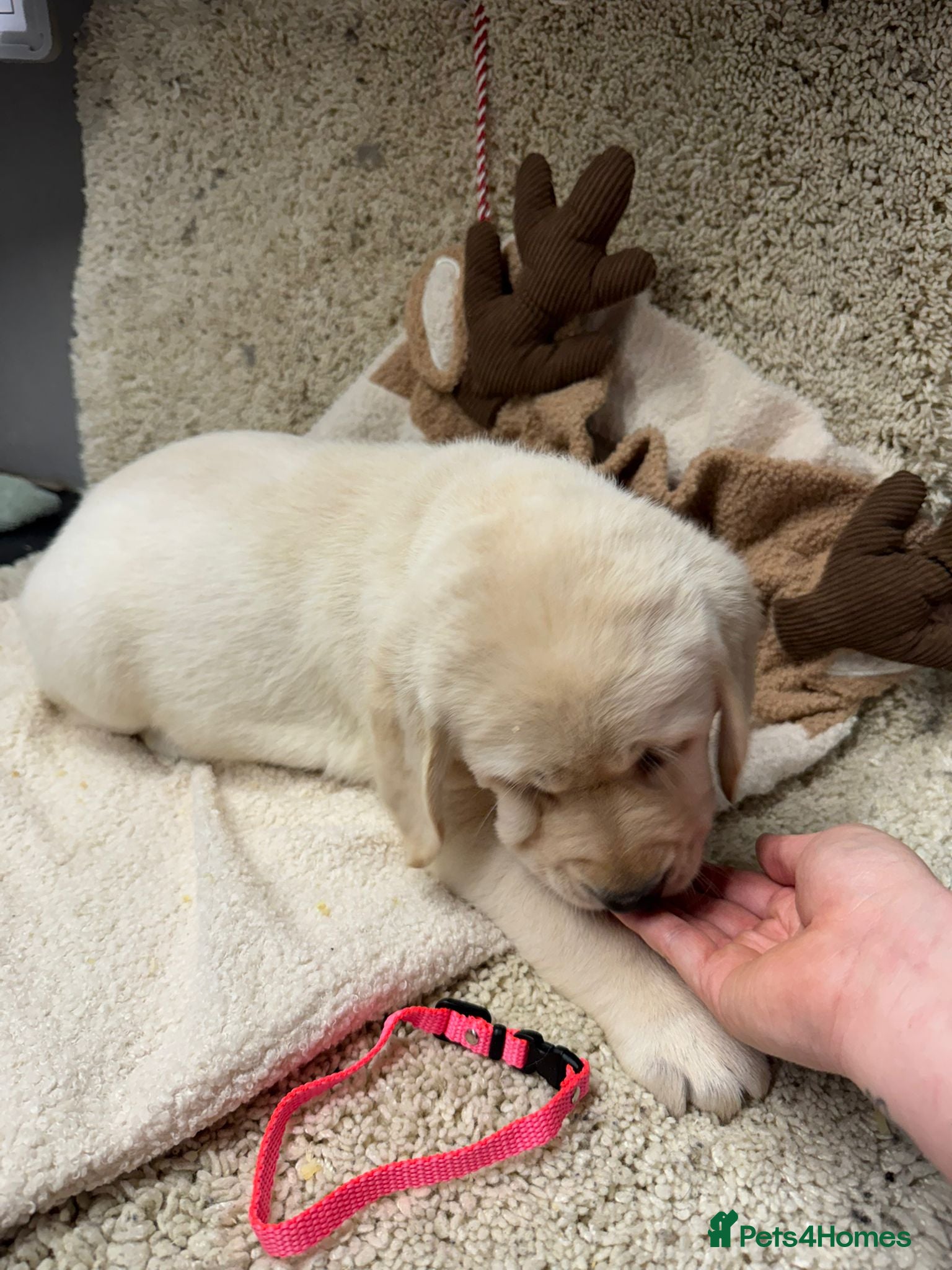 Goldador dogs 1 girl left - Goldador Golden Pup - Pets / Therapy - Advert 1