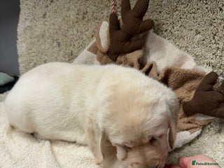 Goldador dogs 1 girl left - Goldador Golden Pup - Pets / Therapy - Advert 3