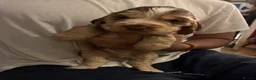 Cocker Spaniel dogs for sale: ADORABLE KC REG SHOW TYPE COCKER SPANIEL PUPS - Advert 11