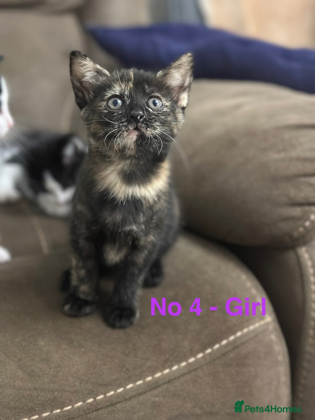 Domestic Shorthair cats for sale: Kittens for sale - Image 7