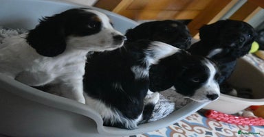 Cocker Spaniel dogs - Advert 3