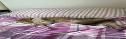 Mixed Breed cats for sale: Fluffy Scottish fold ready to be rehomed  in Wembley - Advert 3