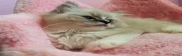 Ragdoll cats for sale: TICA Active Registered Ragdoll Kittens - Advert 3