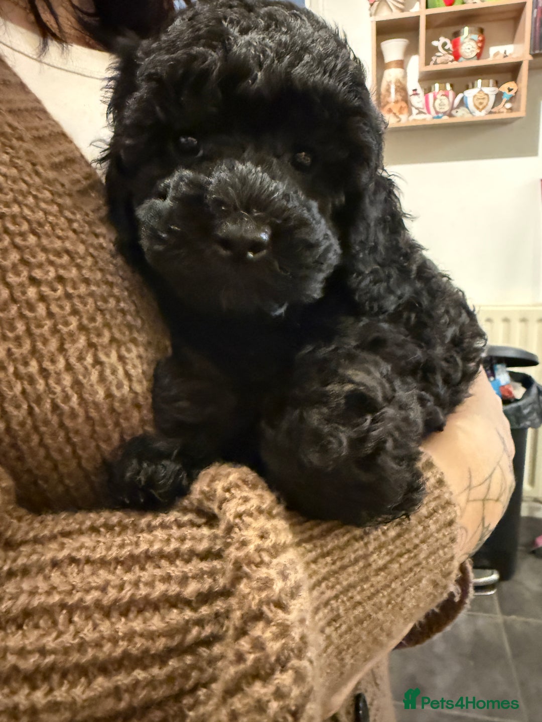 Cockapoo dogs for sale: Ready to leave *One boy left* toy cockapoo pup  - Advert 2