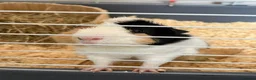 Guinea Pig rodents for sale: 2 Male bonded guinea pigs  - Advert 2
