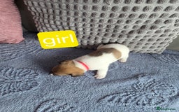 Jack Russell dogs for sale: Jack russell puppies - Image 2