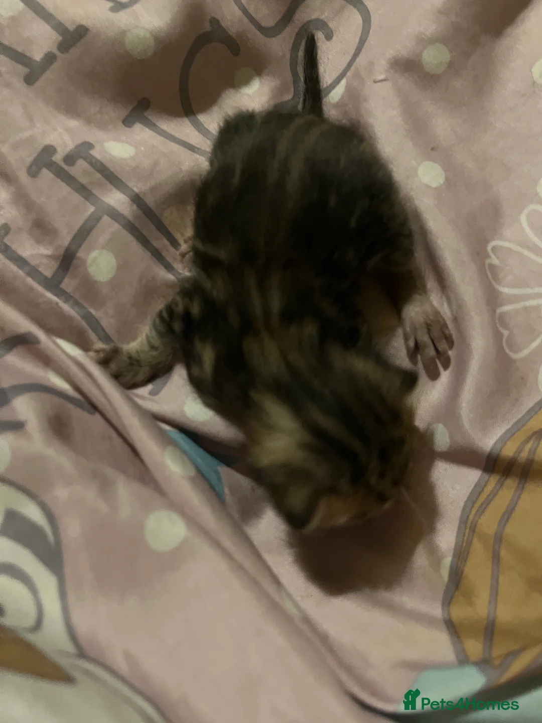 Mixed Breed cats for sale: Gorgeous bengal cross kittens  - Advert 13