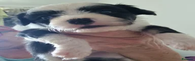 Chinese Crested 1