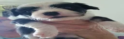 Chinese Crested dogs for sale: Chinese Crested Powder Puff Puppies – Ready Now 🐾 - Advert 16