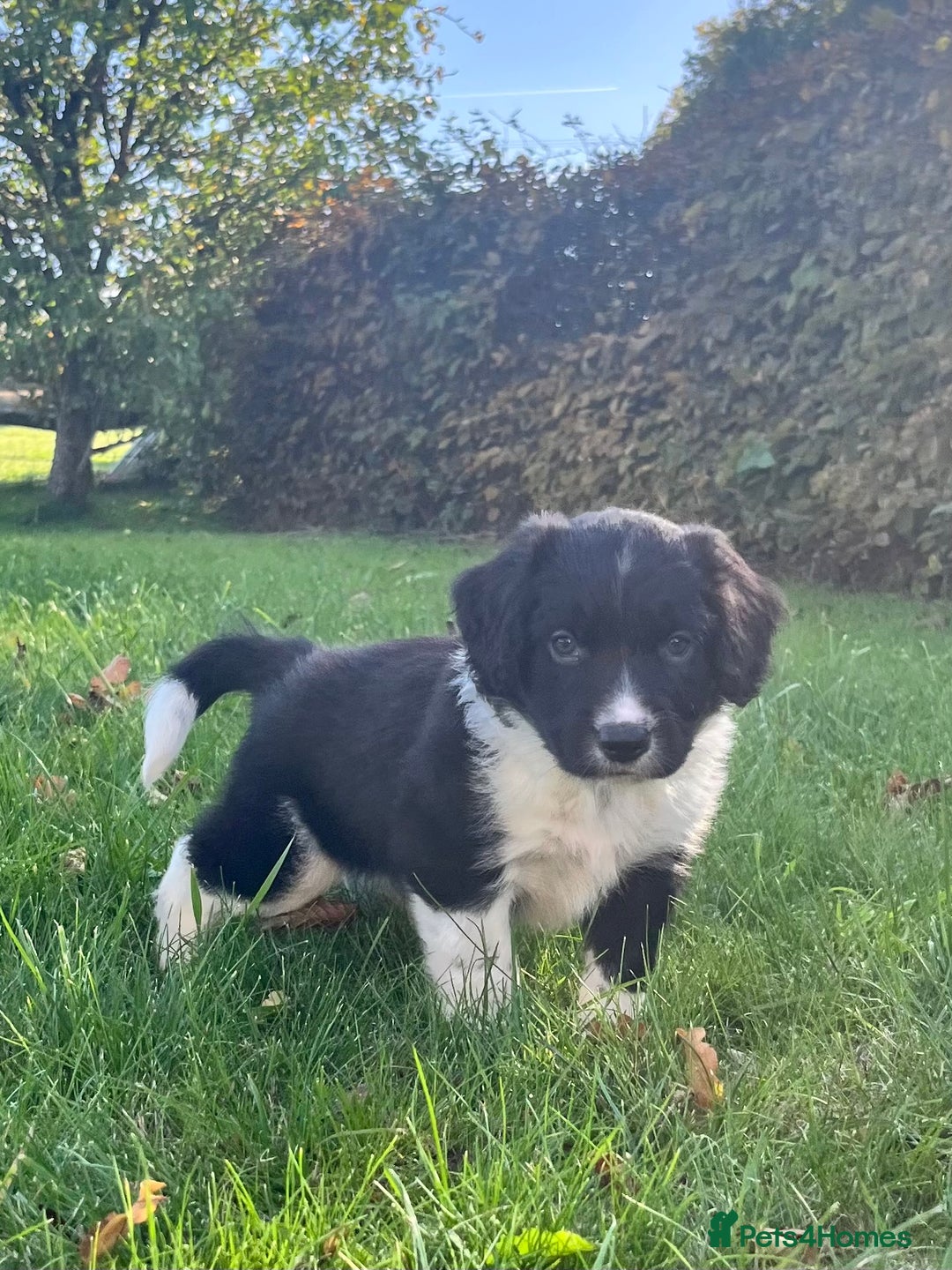 Mixed Breed dogs for sale: ⚫️ Well-natured, healthy Sprollies ⚪️ - Image 3