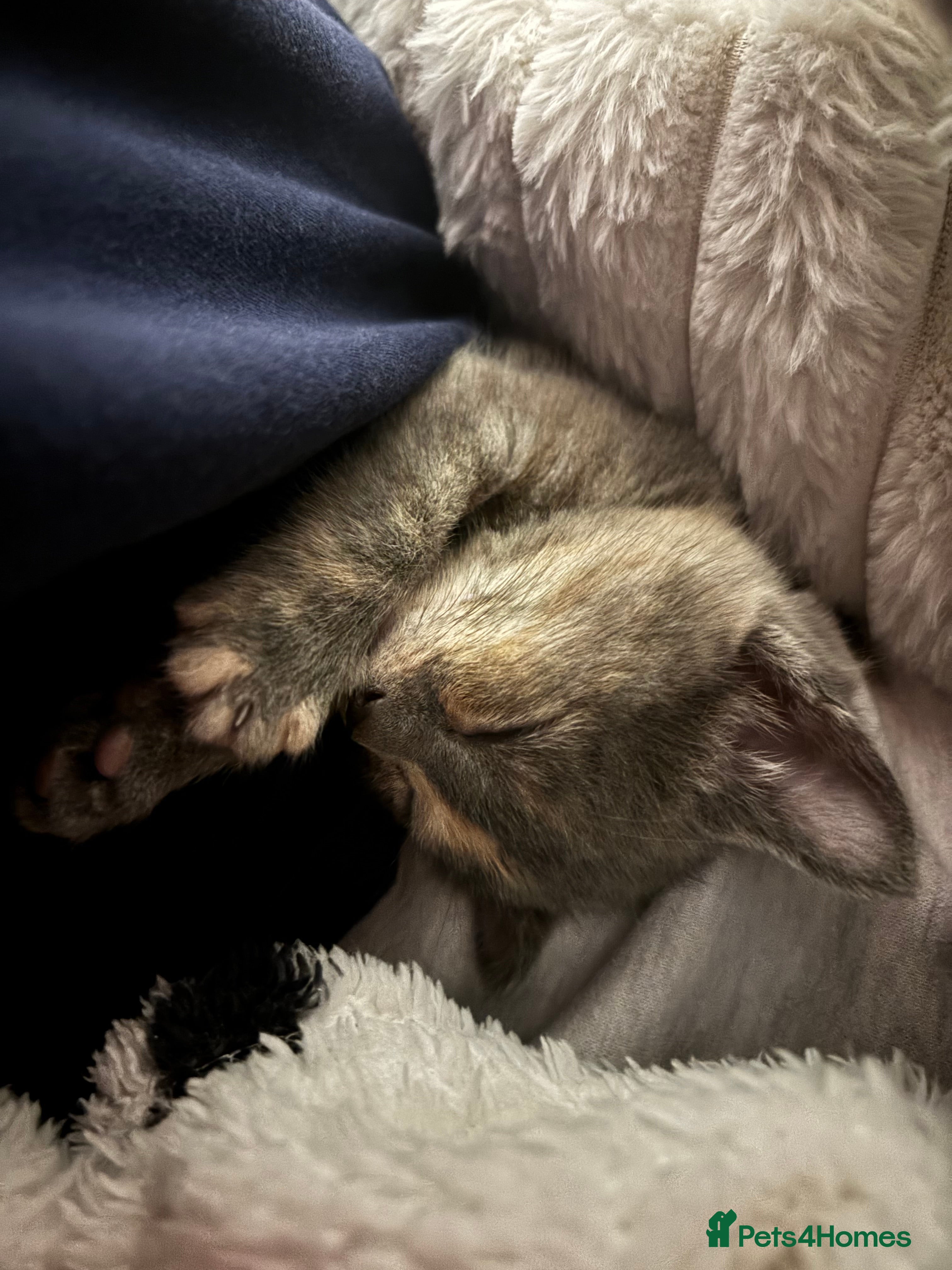 Domestic Shorthair cats kitties looking for a home ! - Advert 2