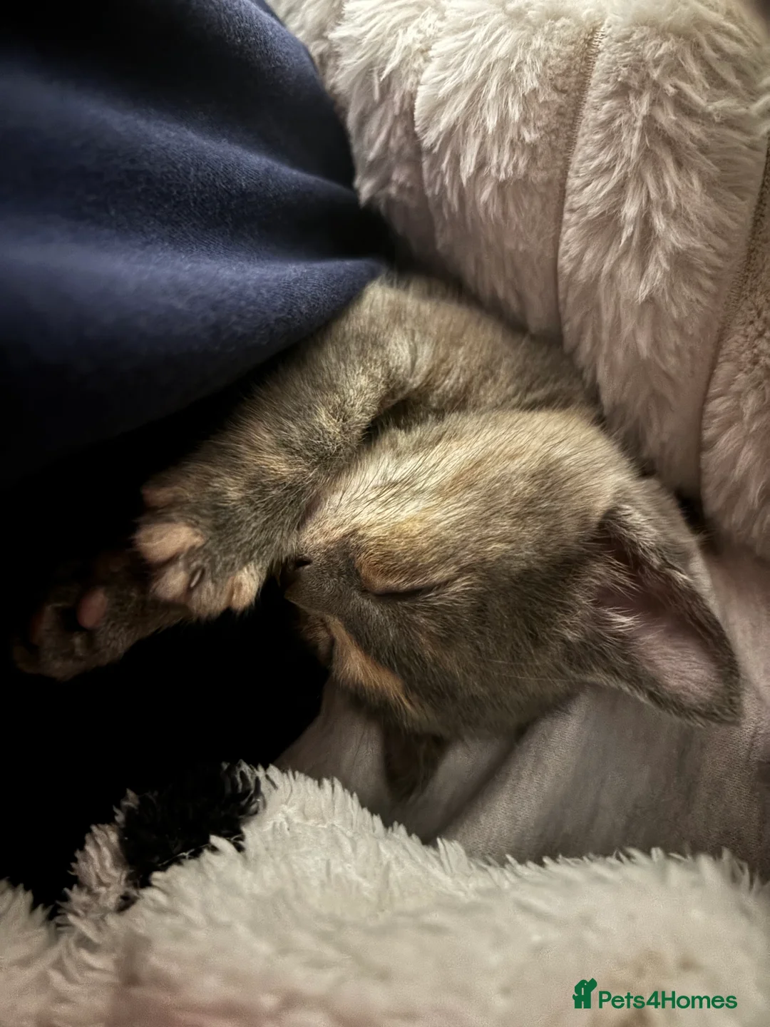 Domestic Shorthair cats for sale: kitties looking for a home ! - Advert 1