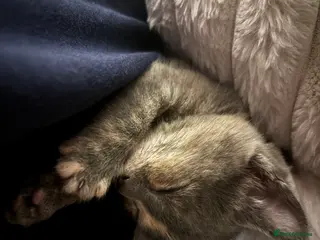 Domestic Shorthair cats kitties looking for a home ! - Advert 2