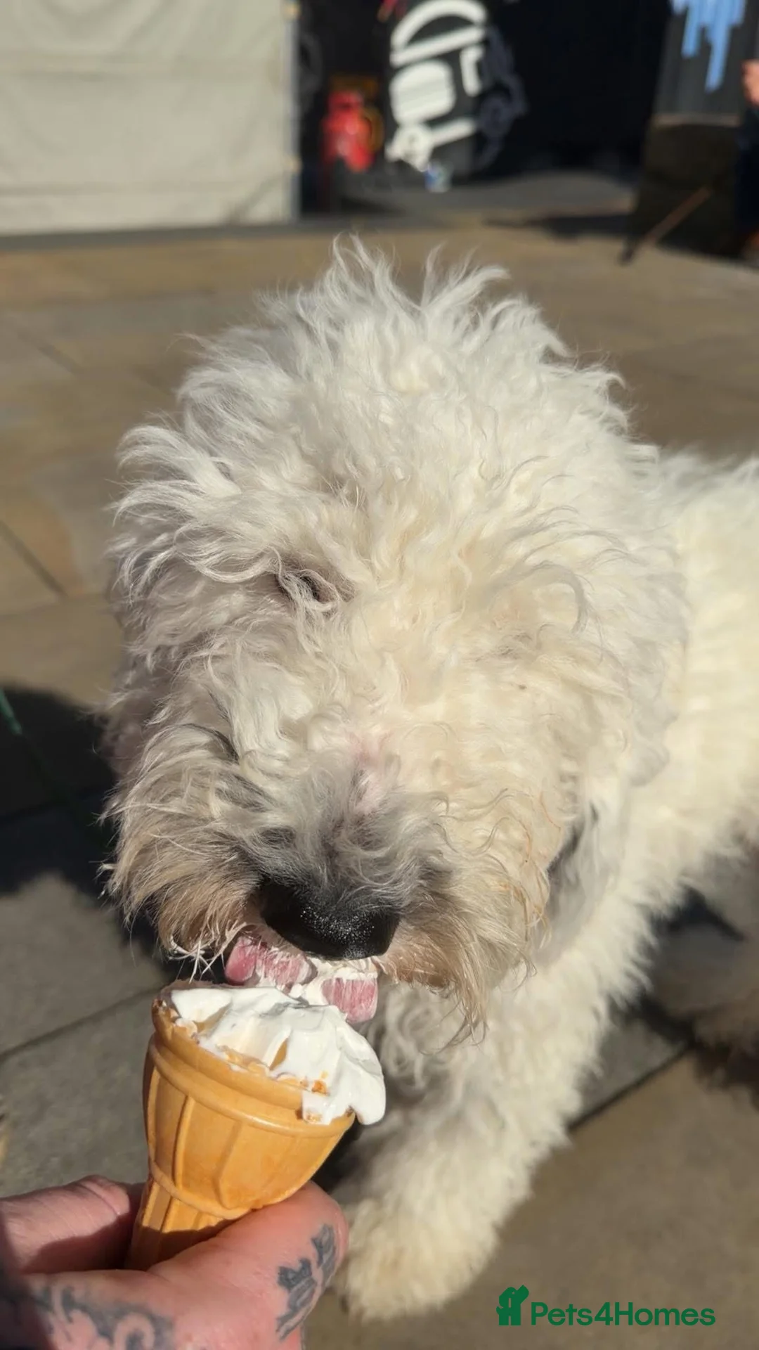 Cockapoo dogs for sale: Cockapoo  - Advert 1