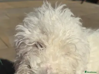 Cockapoo dogs Cockapoo - Advert 8