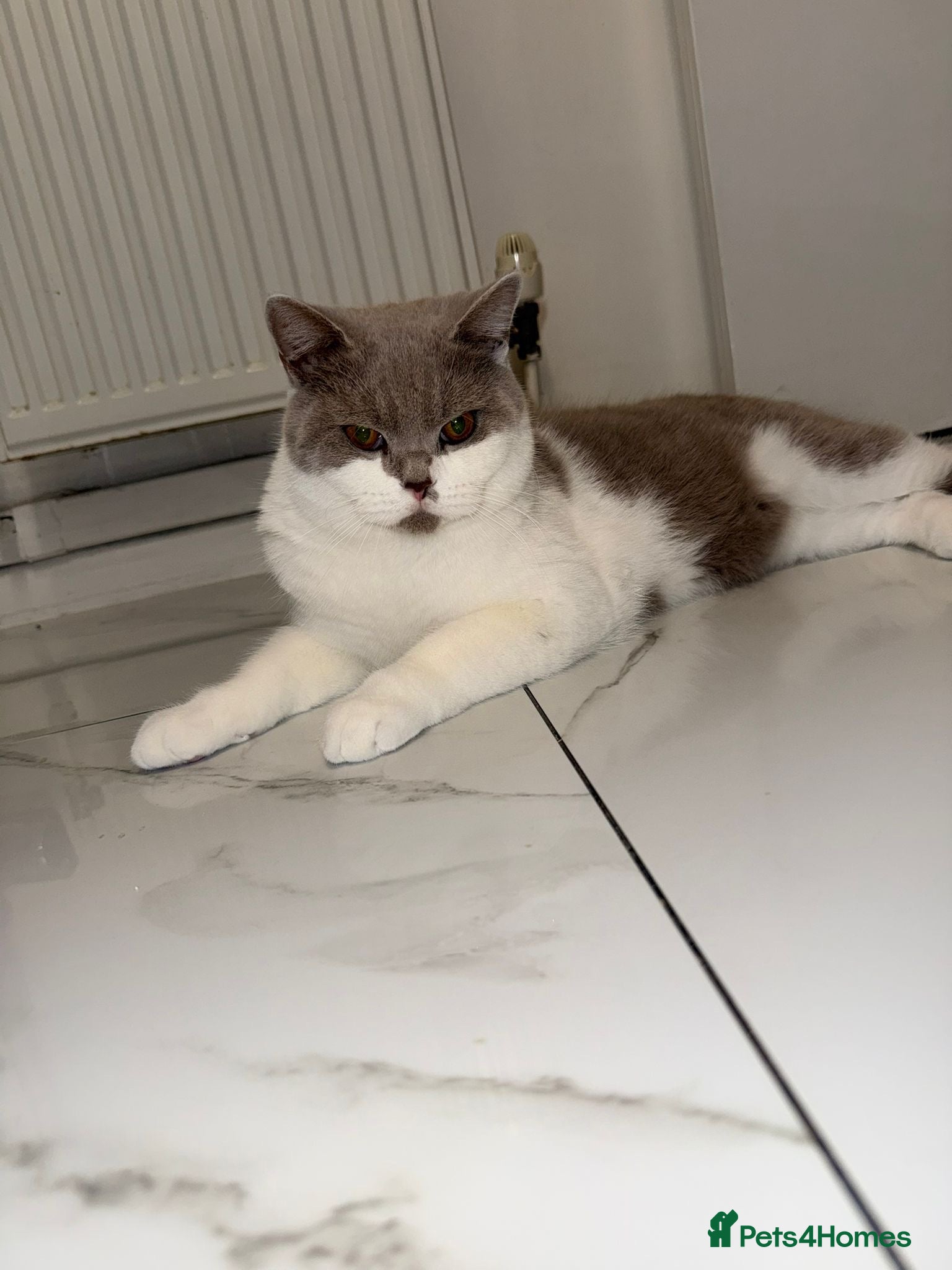 British Shorthair cats British shorthair kitten - Advert 1