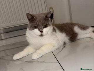 British Shorthair cats British shorthair kitten - Advert 1