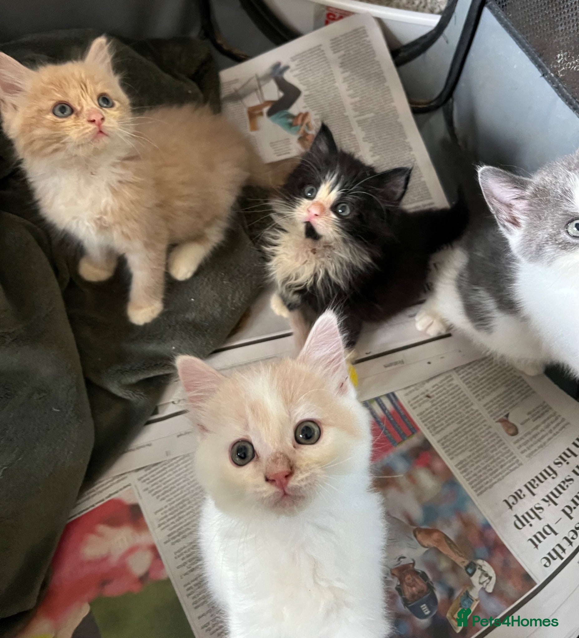 Mixed Breed cats Kittens  - Advert 10