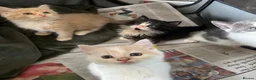 Mixed Breed cats for sale: Kittens  - Advert 2
