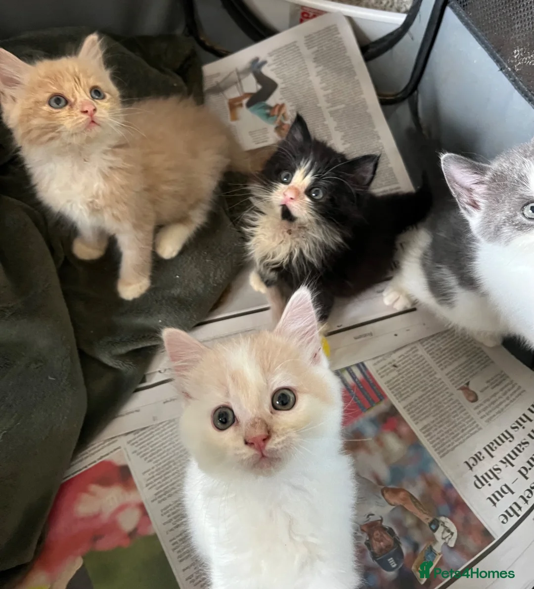 Mixed Breed cats for sale: Kittens  - Advert 2
