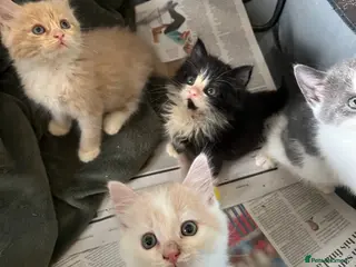 Mixed Breed cats Kittens - Advert 1