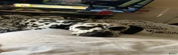Dalmatian dogs for sale: Dalmy - Advert 11