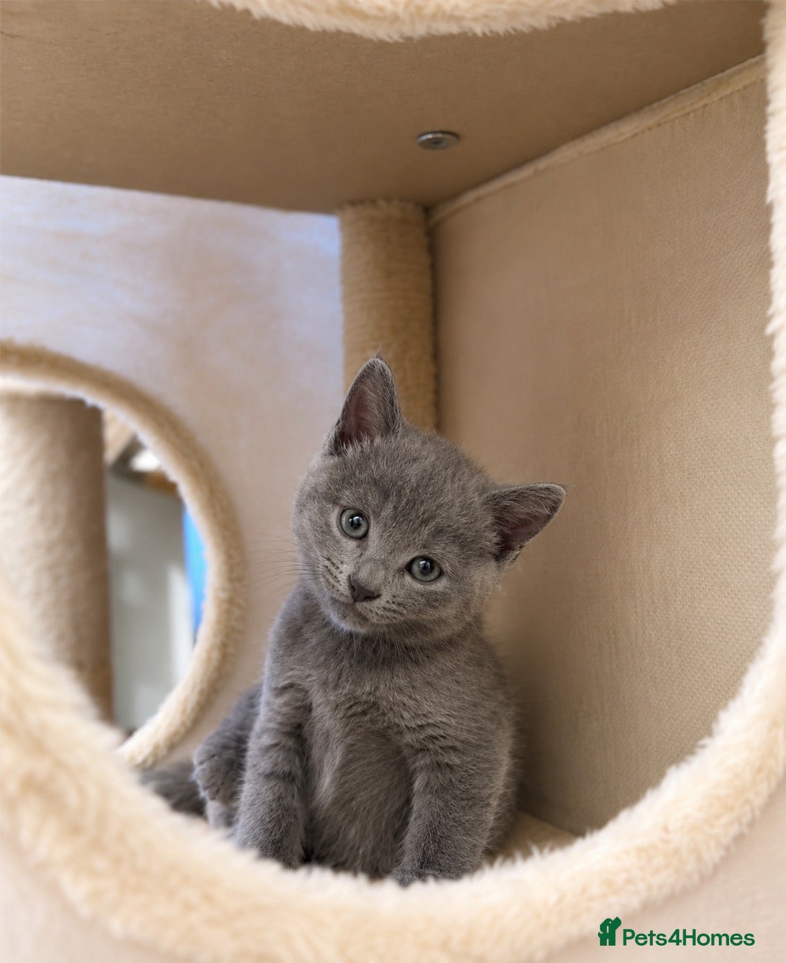 Russian Blue cats Stunning GCCF Russian blue boy - Advert 1