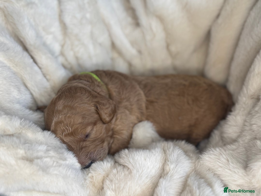 Mini Goldendoodle dogs for sale: Miniature Golden Doodle Puppies - Advert 30