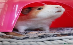 Guinea Pig rodents for sale: Two bonded female guinea pigs - Image 3