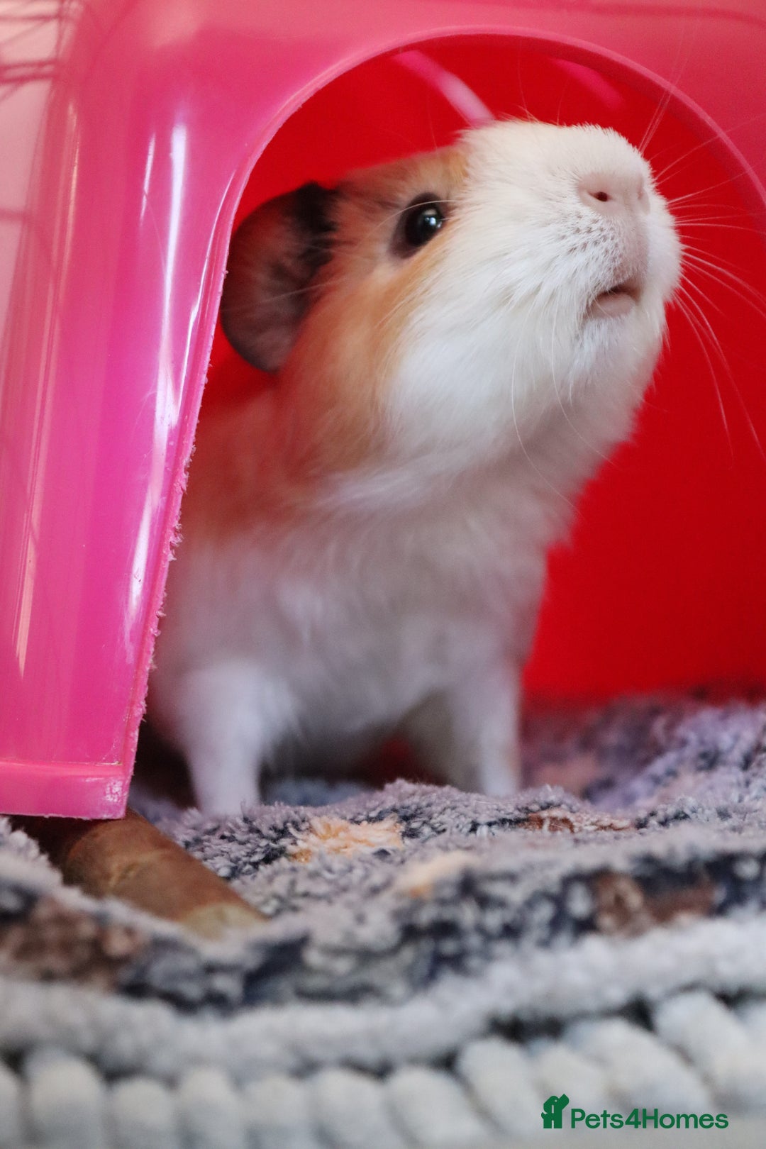 Guinea Pig rodents for sale: Two bonded female guinea pigs - Image 3