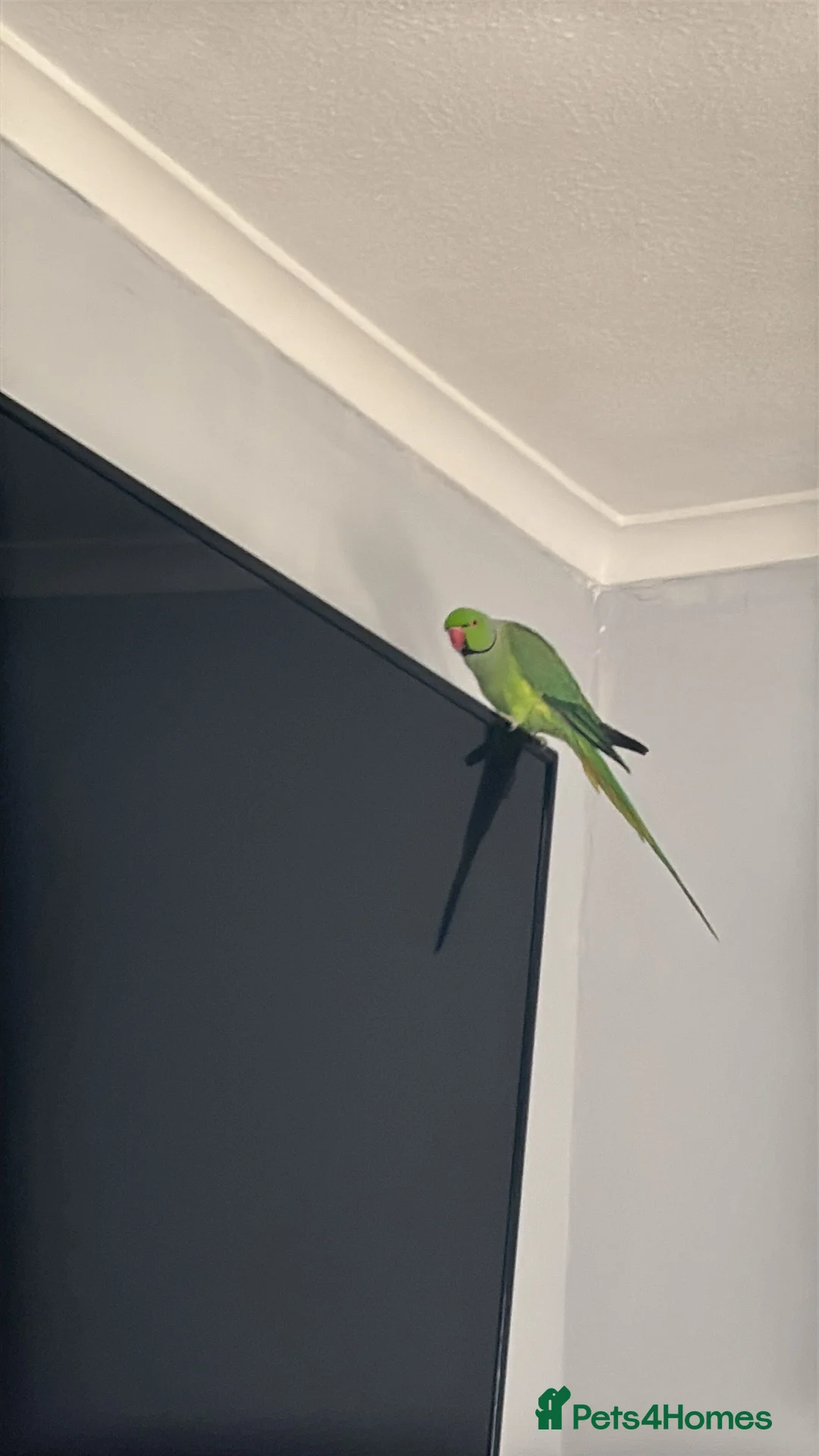 Ringnecks birds for sale:  green indian ringneck  in Wellingborough - Advert 2