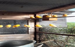Canaries birds for sale: Mixed colour canaries  - Image 2