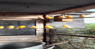 Canaries birds - Advert 3