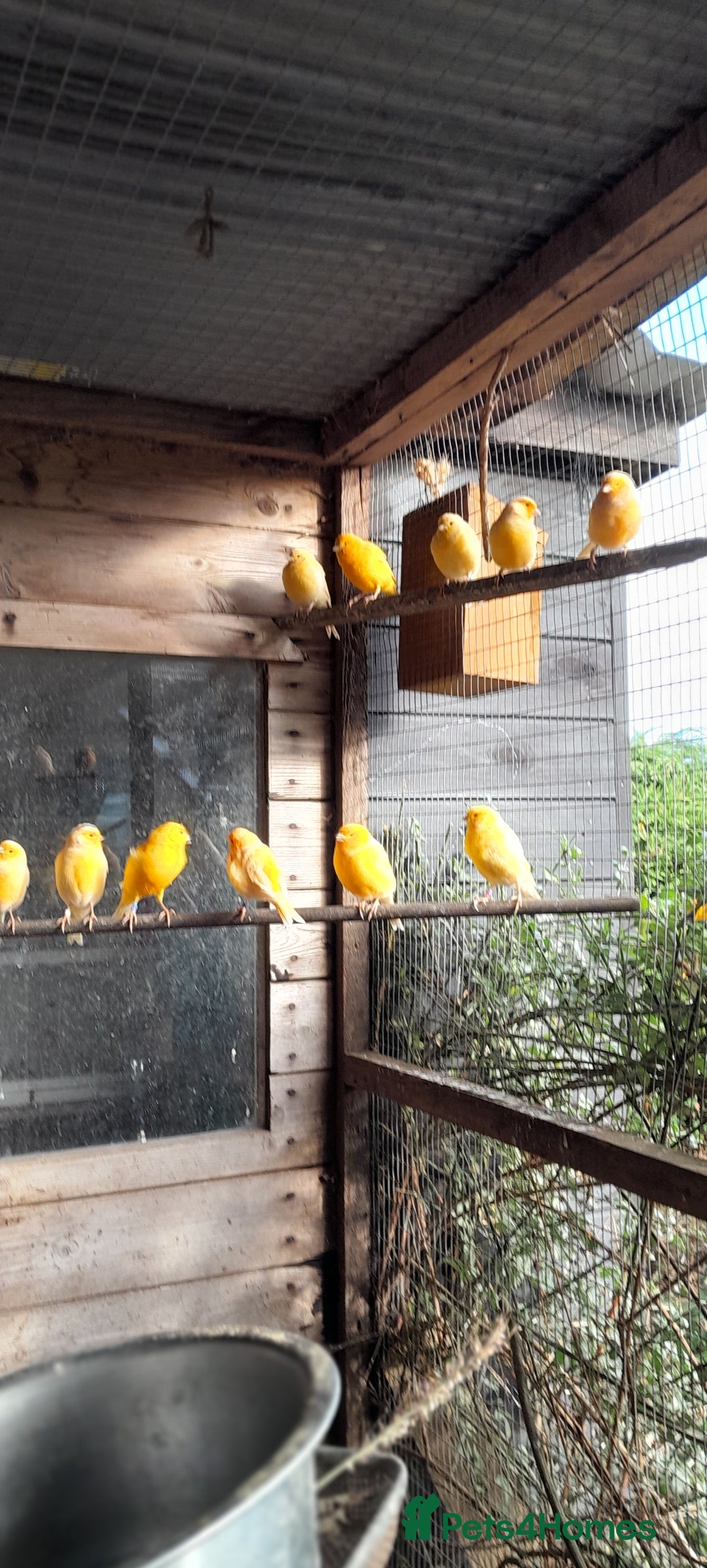 Canaries birds for sale: Mixed colour canaries  - Image 2