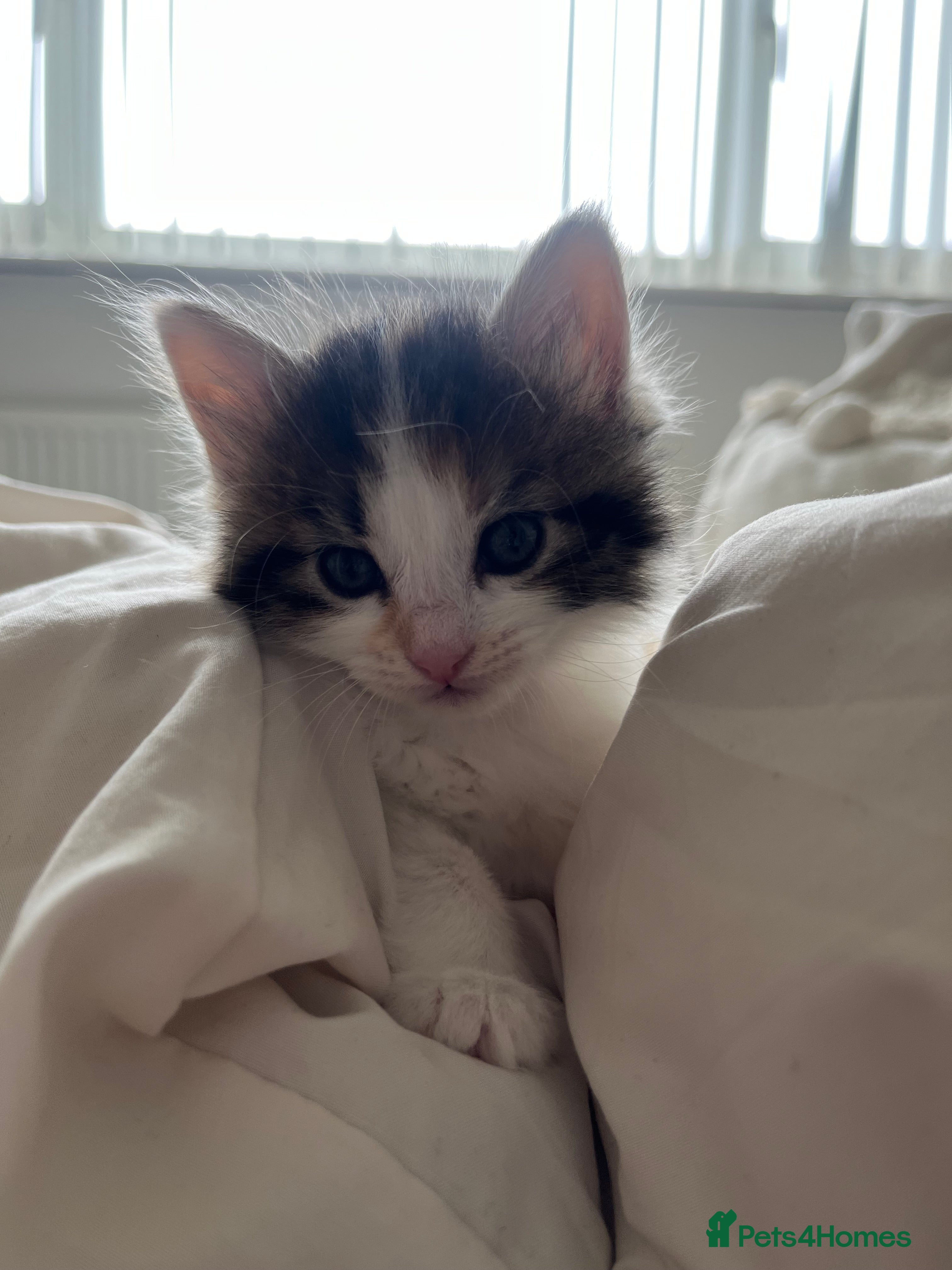 Mixed Breed cats for sale: 6 friendly and playful kittens - Advert 30