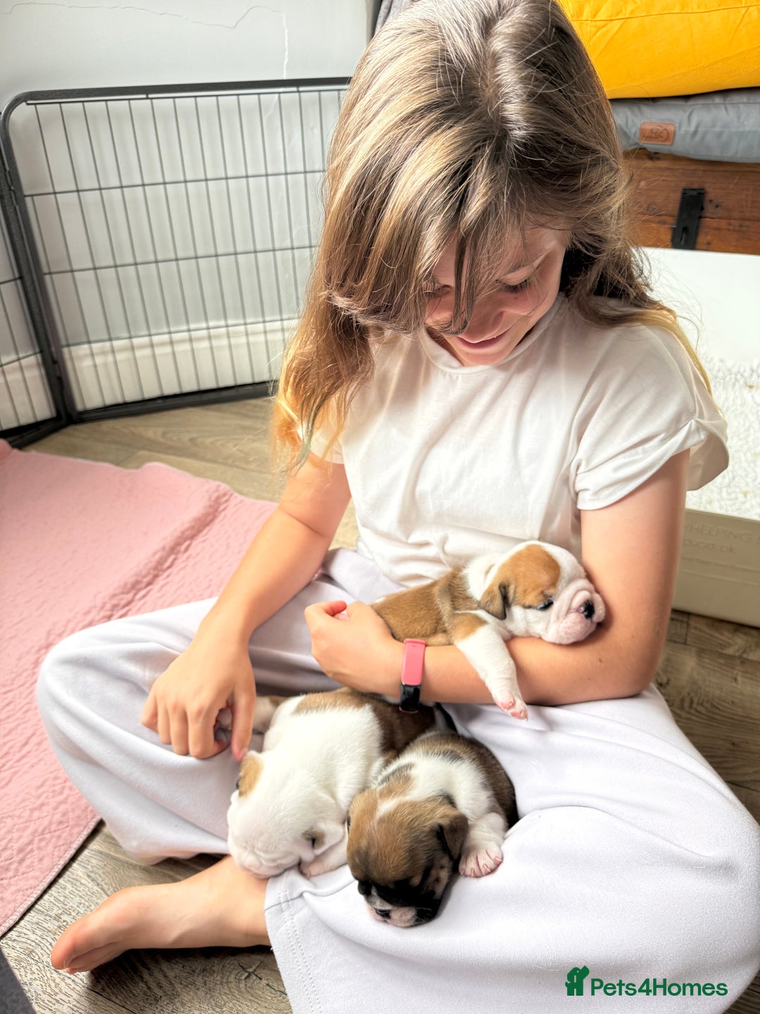 English Bulldog dogs for sale: KC Reg English Bulldog Pups - Image 20