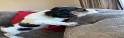 Mixed Breed dogs for sale: Gorgeous TRI COLOUR PUPPY LEFT. All others sold - Advert 7