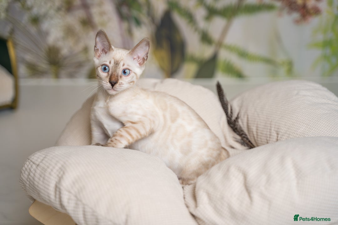 Bengal cats for sale: FRANCO- Snow Bengal Boy- Excellent traits-TICA reg - Advert 15