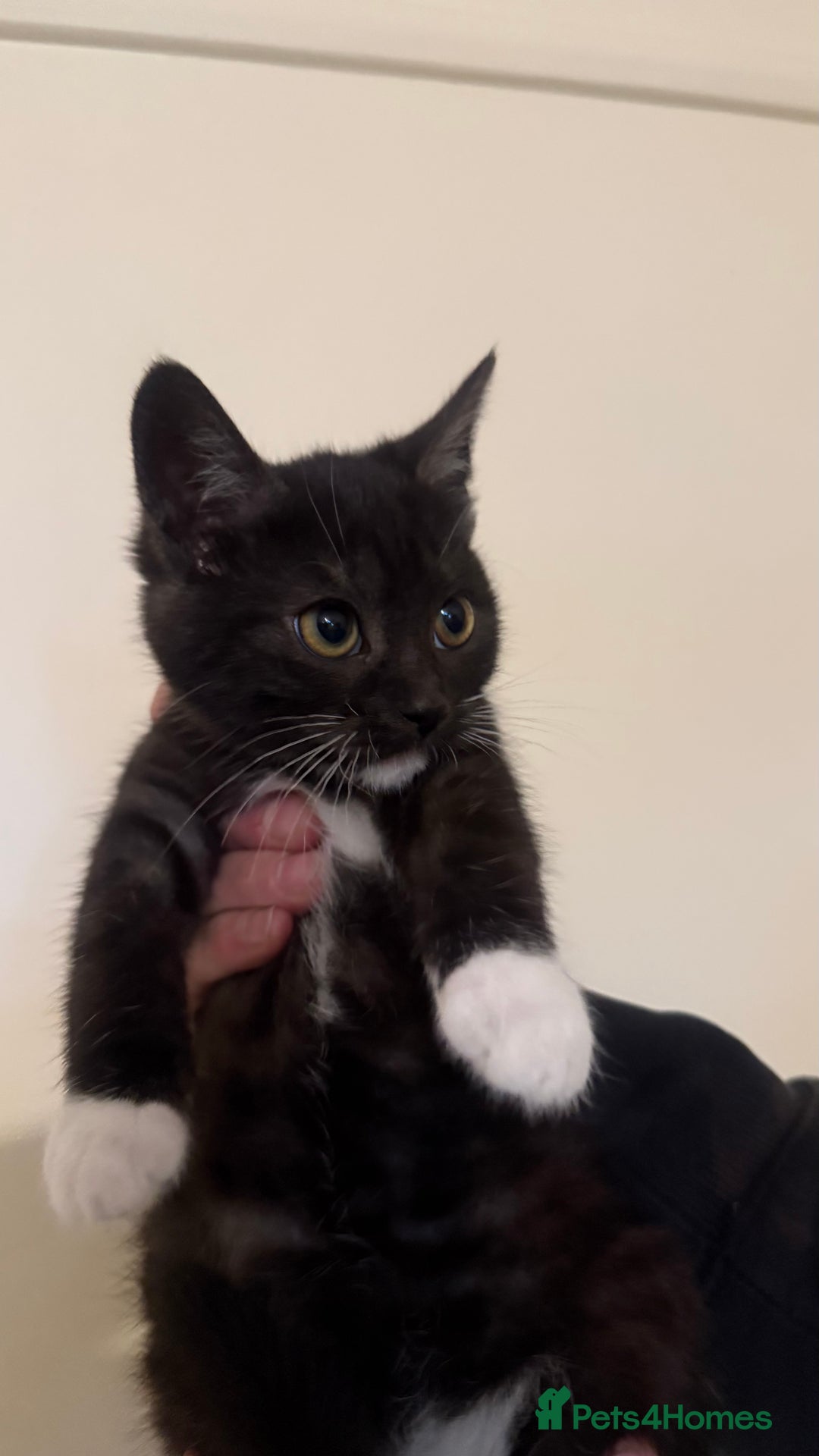 Domestic Shorthair cats for sale: Lovely kitten ready for forever home  - Advert 13